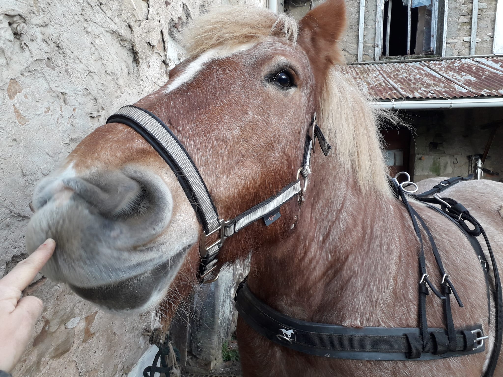 La Cavale attraction