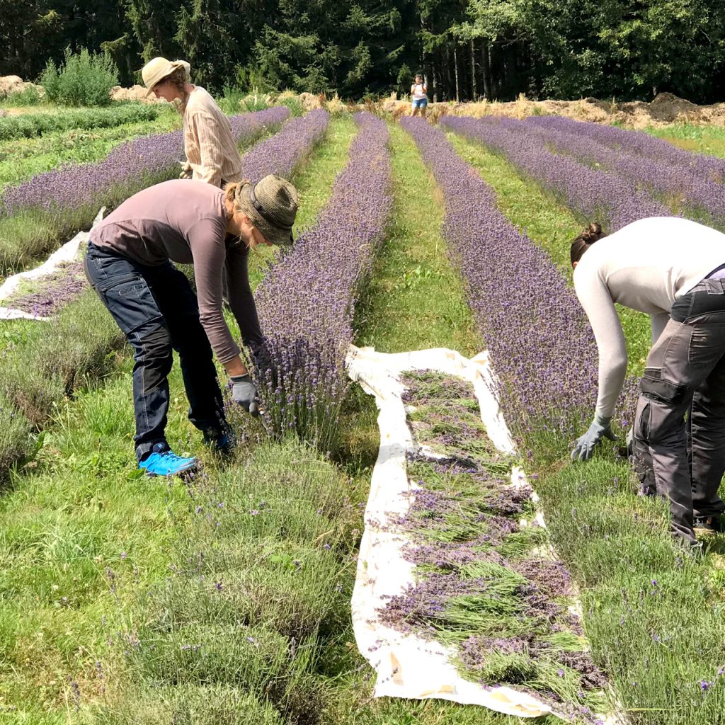 Le Haut du tôt – cascade la Pissoire – Moyemont
