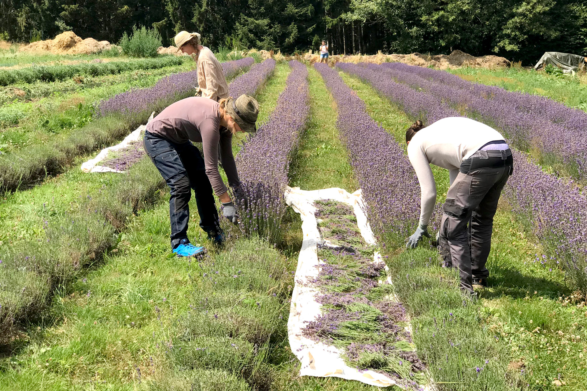 Les jardins de Bernadettes