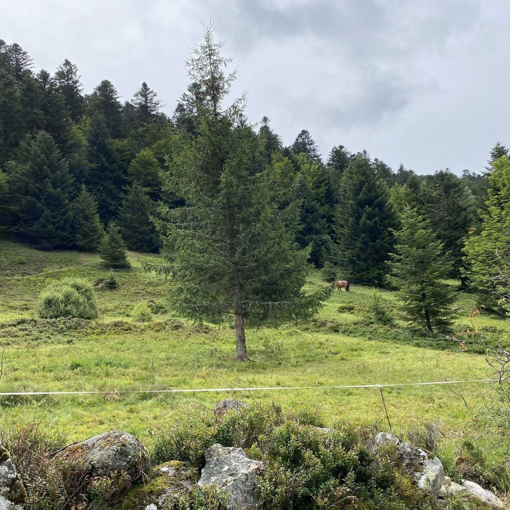 Lac de Blanchemer – La Bresse – Vosges