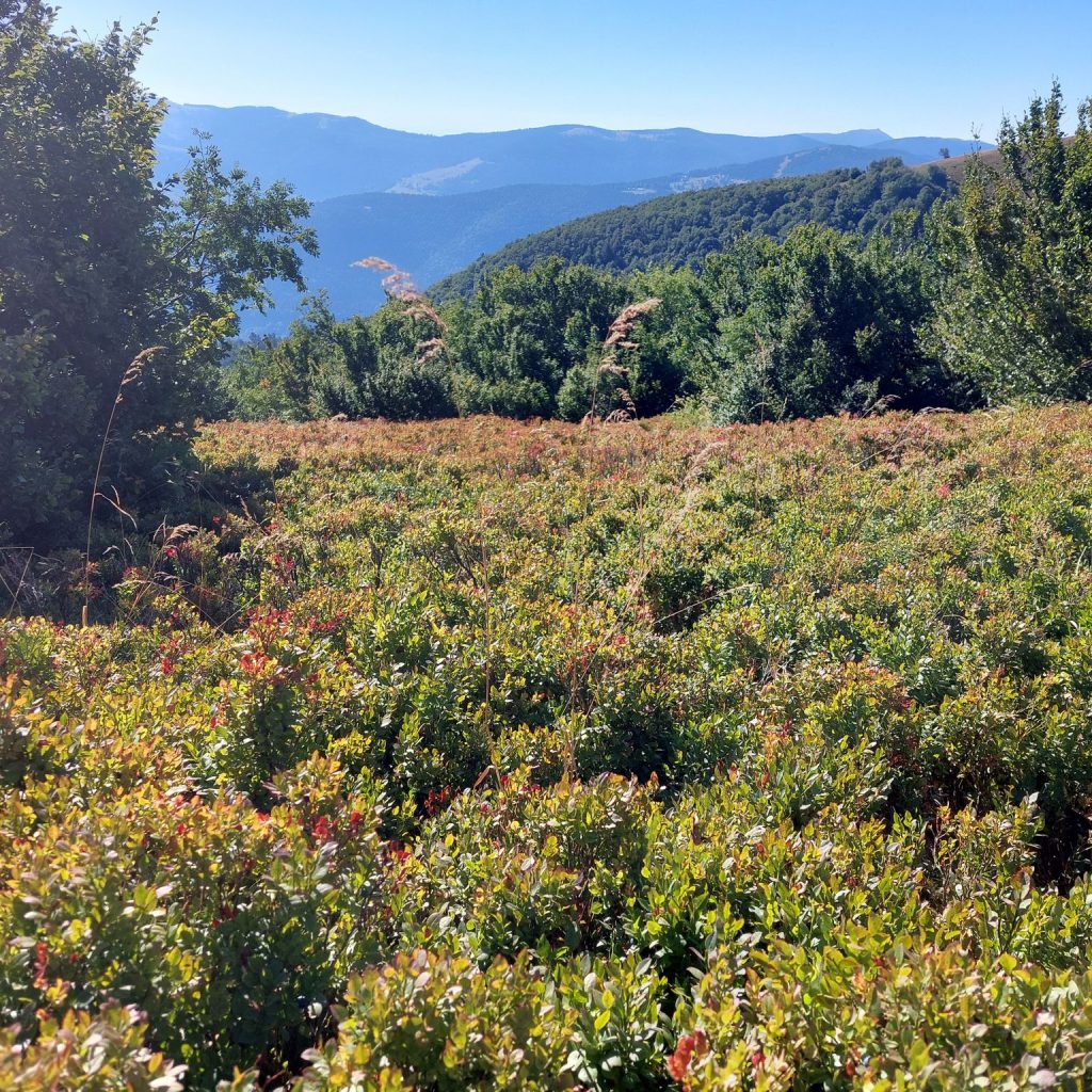 Le tour du Kastelberg – La Bresse – Vosges