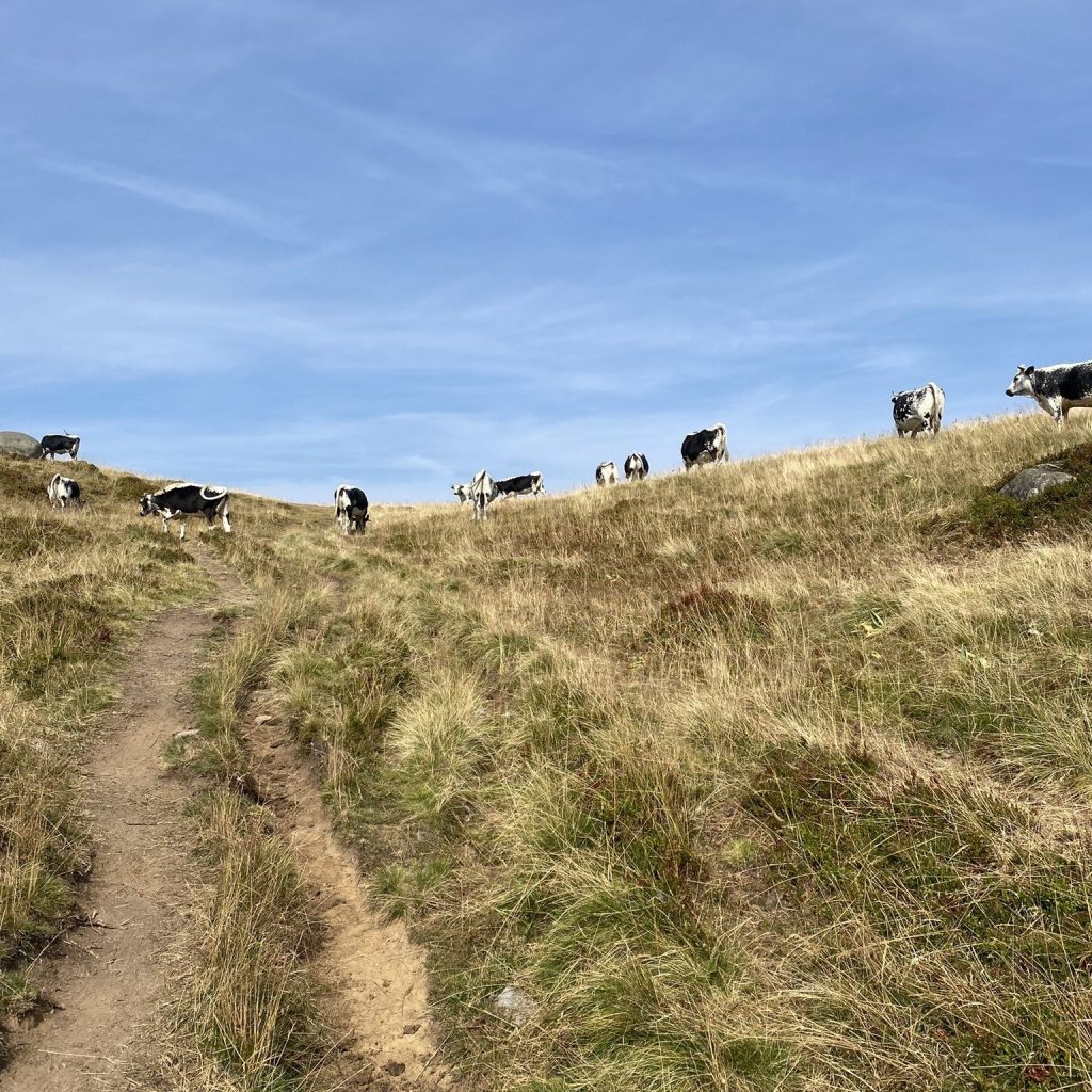 Le tour du Kastelberg – La Bresse – Vosges