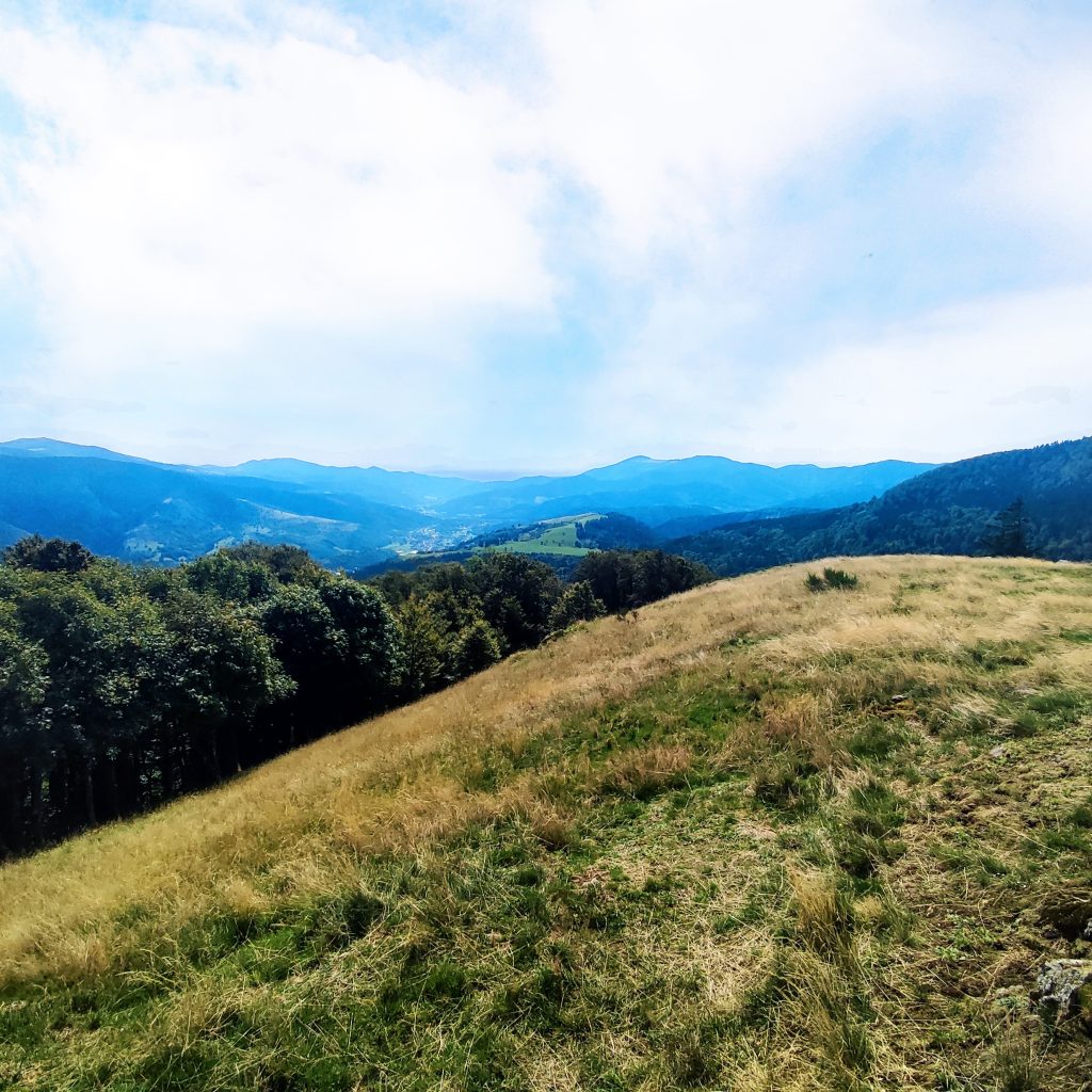 La chaume du Felsach et la foret du Rupt Fourchu