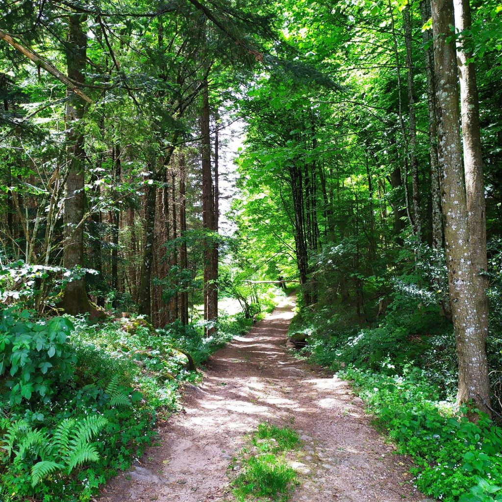 Randonnée Vosges – circuit du col de Lauvi