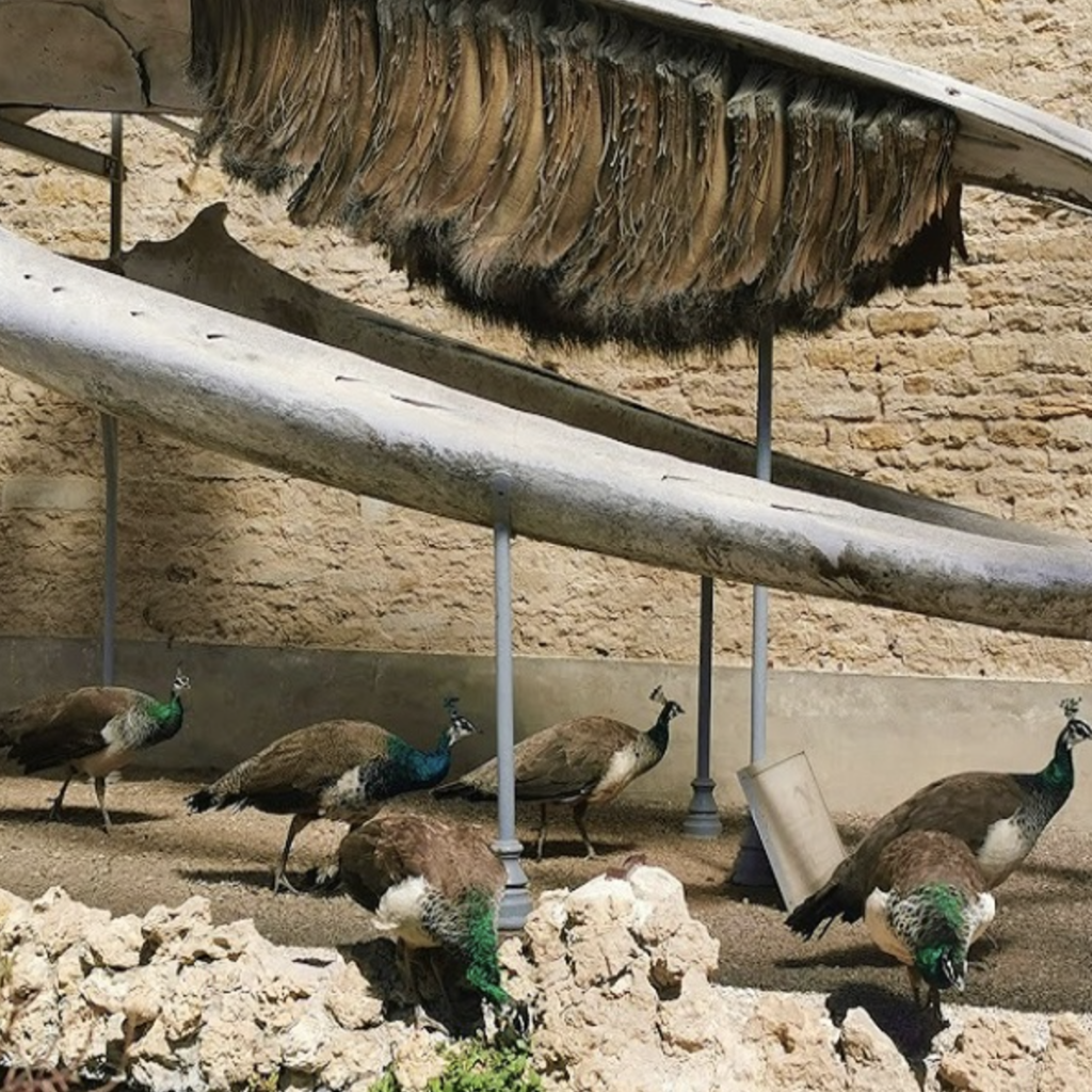 Parc de la Baleine
