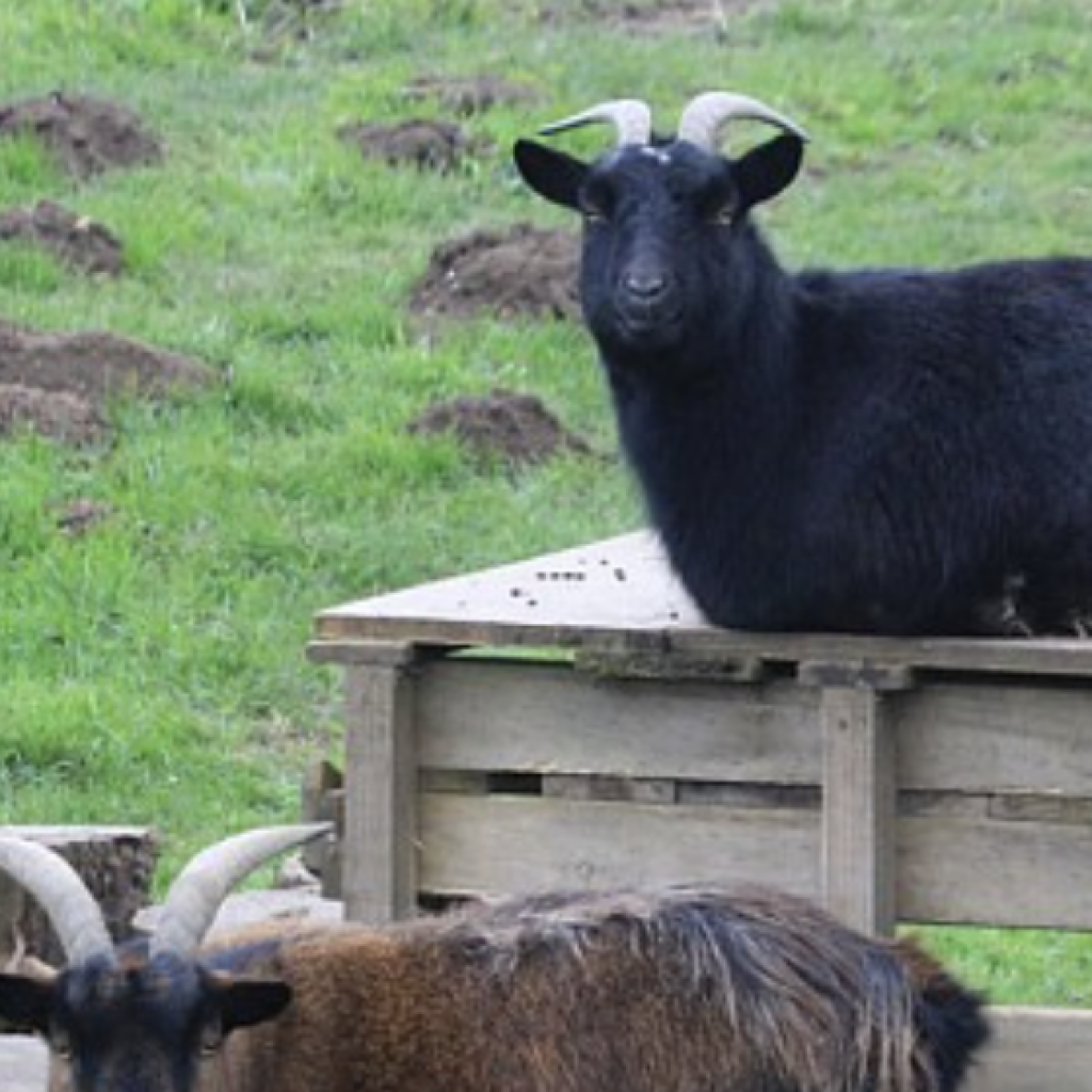 Balade « La Capricieuse »