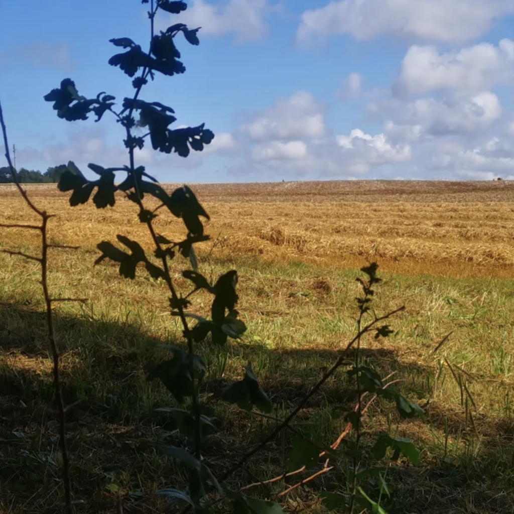 Explorez la plaine du village de Reviers