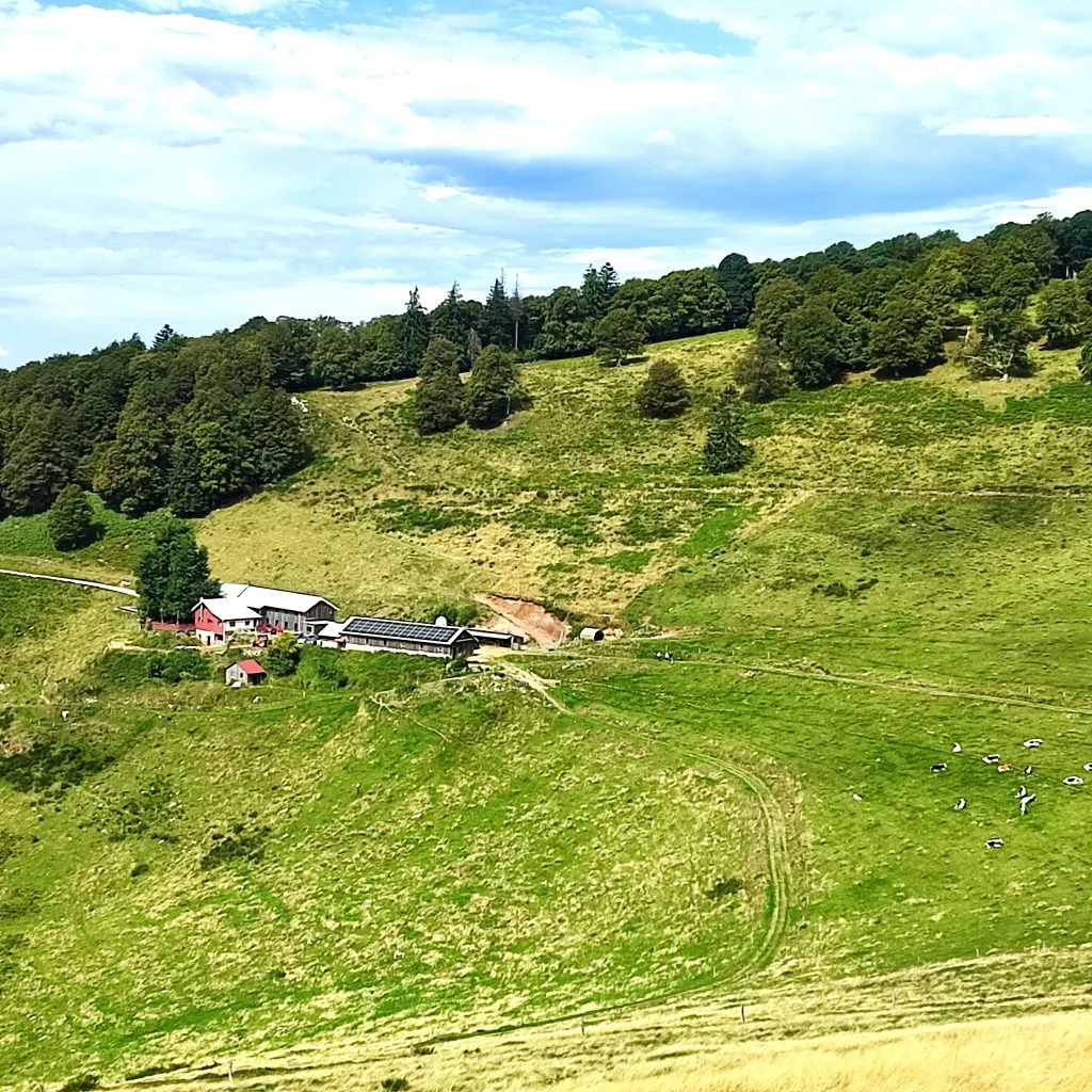 La chaume du Felsach et la foret du Rupt Fourchu